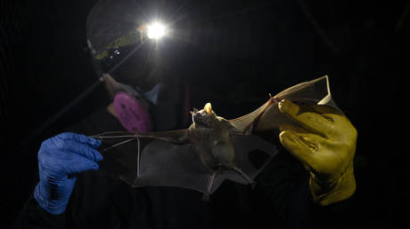 Изменение климата может вызвать будущие пандемии — исследование — RT World News