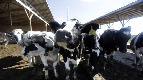 Канада борется с Великобританией из-за гормональной говядины — RT Business News