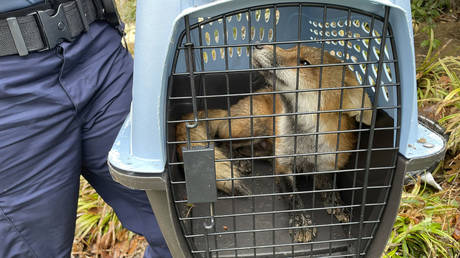 США убили лисицу Капитолия из-за опасений бешенства — RT World News