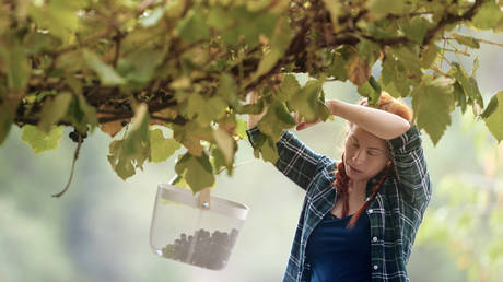 Украинцы спасаются от «рабских условий» на фермах Великобритании — СМИ — RT World News