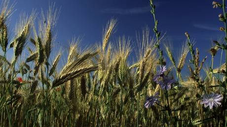 Германия предупреждает о глобальном голоде — RT World News