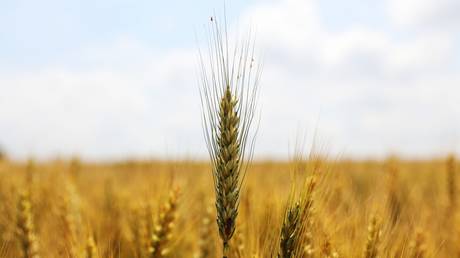 Запад обещает поставлять продовольствие из России — RT Business News