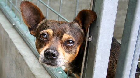 Благотворительная организация предупреждает об опасности для британских домашних животных — RT World News