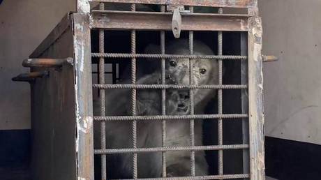 Белый медведь с огнестрельными ранениями прибыл в Москву — RT Россия и бывший Советский Союз