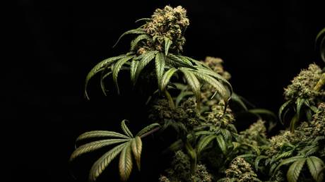 Великобритания рассматривает возможность принятия жестких мер против каннабиса – The Times – RT World News