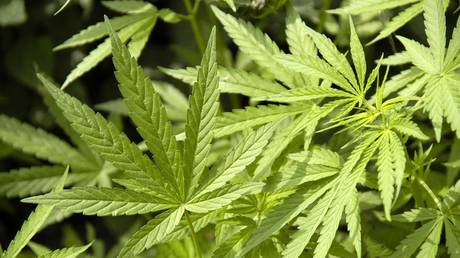 Массовый арест каннабиса в России — RT Россия и бывший Советский Союз