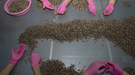 ЕС обвиняют в ведении «продовольственной войны» — RT World News