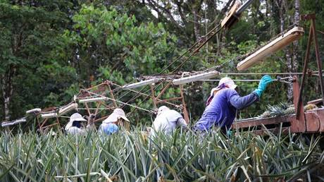 Охранники Дель Монте якобы убили злоумышленников на ферме — RT Africa