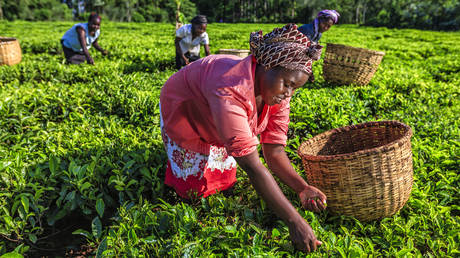 Крупнейшая экономика Восточной Африки возвращается к росту — RT Africa