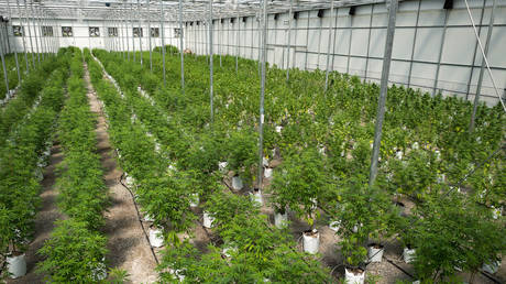 Почти 1000 человек арестованы в ходе крупнейшего в истории Великобритании ареста организованной преступности — RT World News