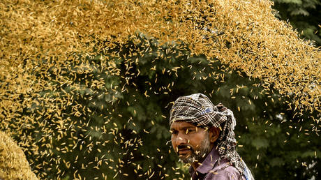 India's rice export ban is a wise economic decision ahead of an election year — RT India