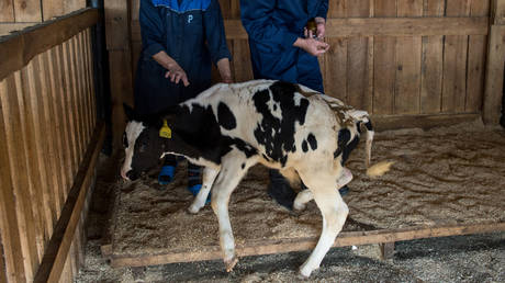 State of emergency declared over anthrax outbreak — RT Russia & Former Soviet Union