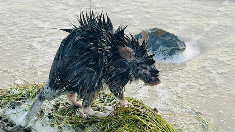 Крысиная чума обрушилась на австралийский город — RT World News