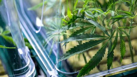 Германия запретит курение травки на вокзалах — RT World News