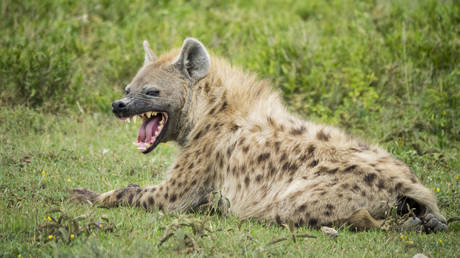 Путин отвечает на «подарочное» предложение африканского лидера — RT Россия и бывший Советский Союз