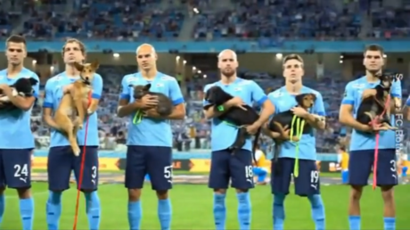 Russian footballers take field with homeless dogs (VIDEOS) — RT Russia & Former Soviet Union