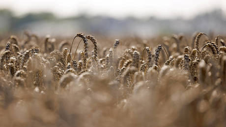 ЕС готовится ограничить импорт украинской сельхозпродукции: что это значит для Украины и Европы