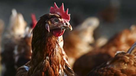 США просят у ЕС яйца - СМИ