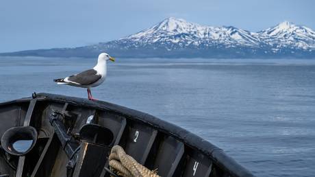 Россия запретила японскую организацию из-за претензий на Курильские острова