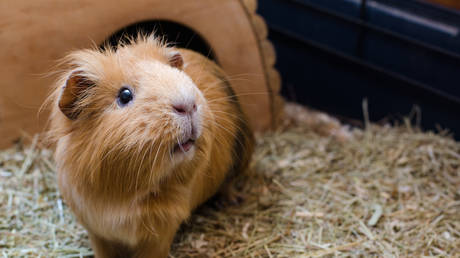 Скандал в Дании: Зоопарк предложил сдавать домашних питомцев на корм хищникам