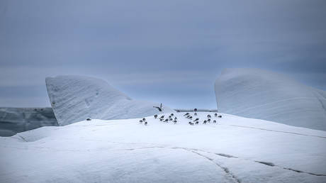 Арктика в огне: рекордное таяние льдов и угроза климатической катастрофы