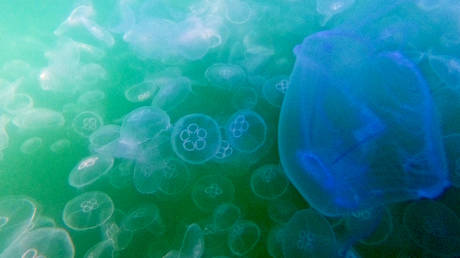 Нашествие медуз парализовало работу АЭС на севере Франции