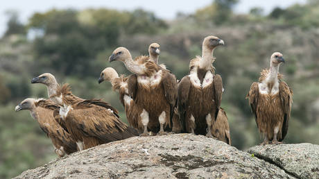Тихие стражи саванны под угрозой: как гибель стервятников угрожает экосистеме Южной Африки