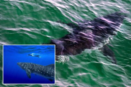 Историческое решение: Десятки видов акул и скатов получили защиту от международной торговли