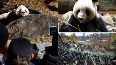 Панды покидают Токио: тысячи людей прощаются с любимыми животными