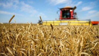 От экспорта зерна к агротехнологическому партнёрству: Россия обозначила новые приоритеты на мировом продовольственном рынке