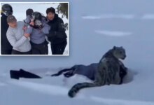 Снежный барс, напал на туриста