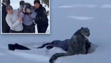 Снежный барс, напал на туриста