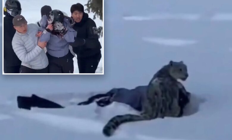 Снежный барс, напал на туриста