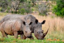 Южная Африка отмечает снижение браконьерства носорогов