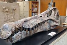 Ученые открыли новый вид спинозавра с характерным гребнем на голове