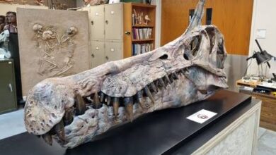 Ученые открыли новый вид спинозавра с характерным гребнем на голове