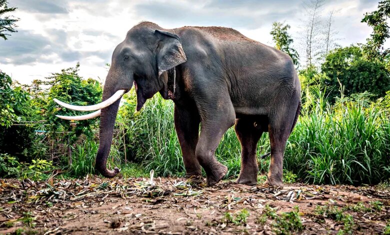 Жестокое нападение слона в Таиланде: турист убит в национальном парке