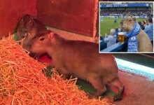 Сбежавшая капибара стала звездой соцсетей: две недели свободы, пабы и погоня с дронами