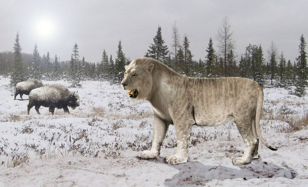 Якутские ученые показали останки 2-х пещерных львов