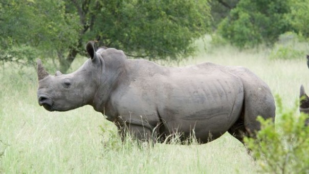 В США скончался один из четырех последних белых носорогов на планете