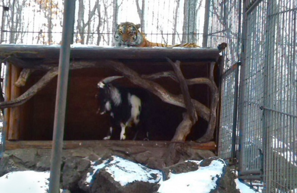 В приморском Сафари-парке козел выжил тигра из его жилища