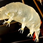 Ученые поведали, как тихоходки могут выживать в космосе