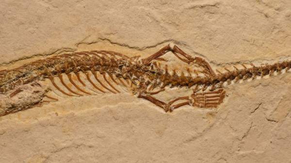 Змеи лишились ног, когда стали жить в норах — Палеонтологи