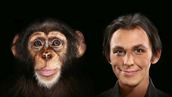 Названо новое различие между мозгом человека и обезьяны