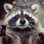 Еноты в Московском зоопарке разбирают на детали телефоны гостей