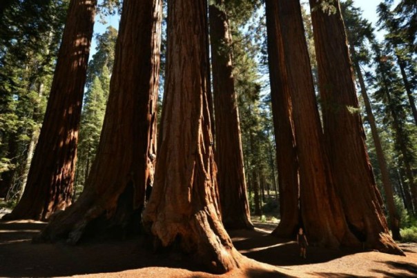 Ученые: миллионы деревьев в Калифорнии могут умереть из-за засухи