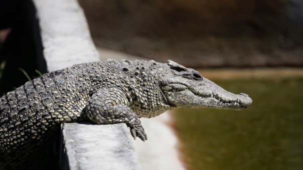 В Чите началась проверка из-за смерти крокодила от морозов