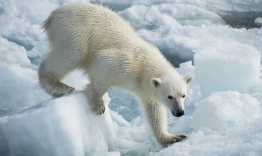 На Чукотке требуют расследовать беспощадное убийство белой медведицы