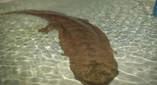 В КНР рыбак поймал редчайшую 200-летнюю саламандру — изумительная находка