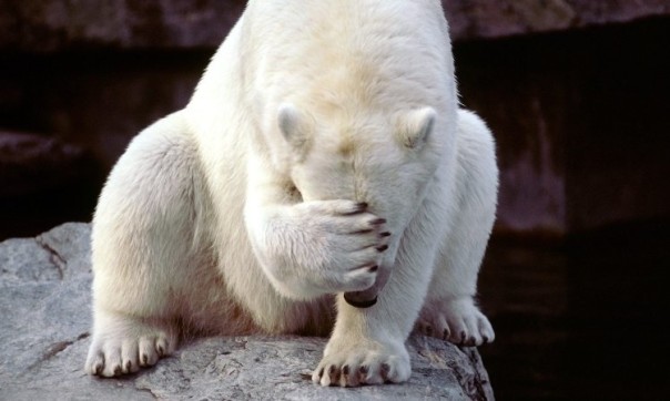 Древнейшие охотники считали белых медведей за обыденную еду
